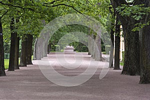 Tree lined avenue in the grounds of Catherine Palace St Petersburg Russia