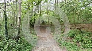 Tree lined Avenue at Havering Country Park 5