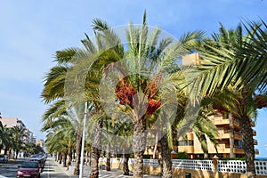 A Tree Lined Avenue - Palm Trees In Town