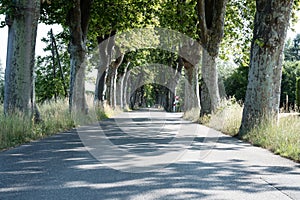 Tree lined avenue in Provence, France