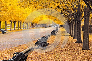 Tree lined avenue in the Regent`s Park of London