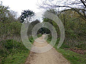 Tree lined Avenue