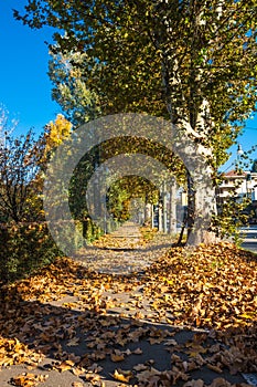 Tree lined avenue in Turin Italy