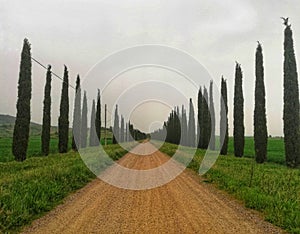 Tree-lined avenue in Tuscany photo