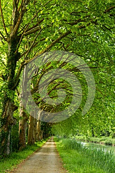 Tree-lined Canal of Garonne in France