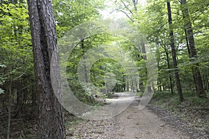 Tree lined and canopied country road.