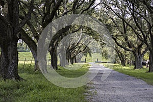 Tree lined and canopied country road.