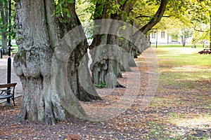 Tree lined,city park.