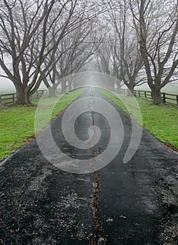 Tree Lined Country Lane