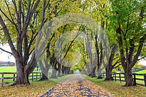 Tree Lined Country Lane in Autumn