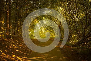 Tree-lined Country Lane