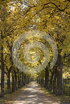 Tree Lined Country Road