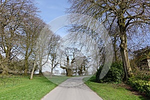 Tree Lined Country Road