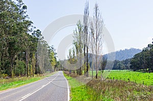 A tree lined country road near Marysville, Australia.