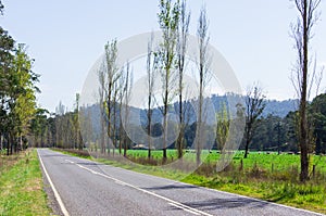 A tree lined country road near Marysville, Australia.