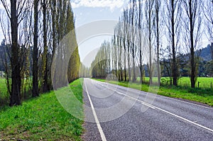 A tree lined country road near Marysville, Australia.