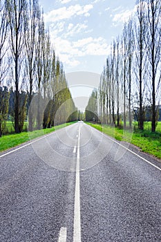 A tree lined country road near Marysville, Australia.