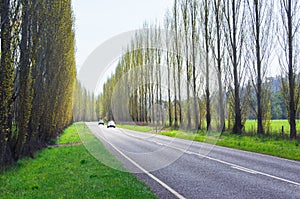 A tree lined country road near Marysville, Australia.