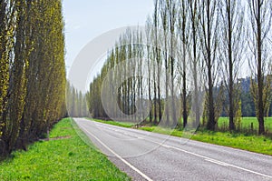 A tree lined country road near Marysville, Australia.