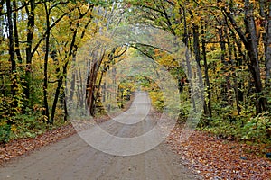 Tree lined dirt road with autumn foliage