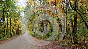 Tree lined dirt road with autumn foliage