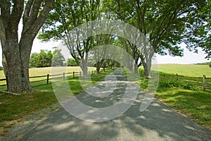 Tree-lined driveway