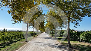 Tree lined driveway of Australian vineyard winery