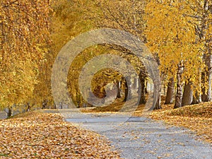 Tree lined driveway with Autumn leaf fall