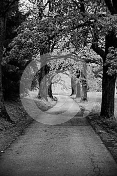 Tree lined driveway in black and white