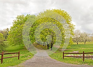 Tree lined driveway and fence