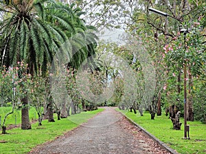 Tree lined driveway with palms and flowering trees