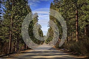 Tree lined Emigrant Pass road in Sierra Nevada Mountains in Northern California