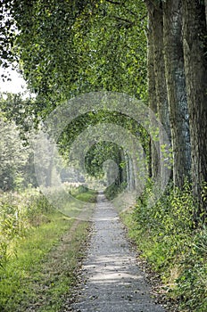 Tree-lined footpath on the island of Goeree