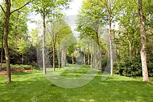 Tree lined grass avenue