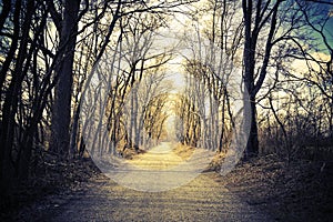Tree-lined gravel country road. Vintage, retro look. Direction or path concept.