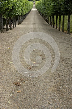 Tree lined gravel track leading to garden, chateau de villandry, france
