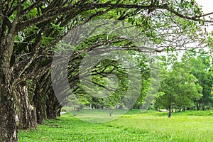 Tree lined with green grass