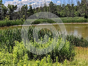 Cattails on a Murky Pond