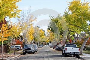 Tree lined neighborhood with leaves falling on street photo