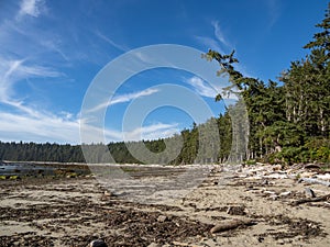 Tree Lined Pacific Northwest Coast