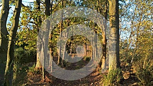 A tree lined path