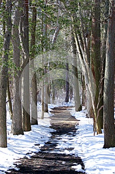 Tree Lined Path