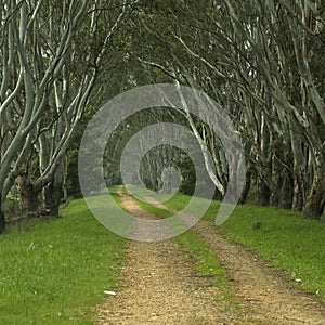 Tree Lined Path