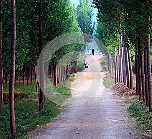 Tree lined path