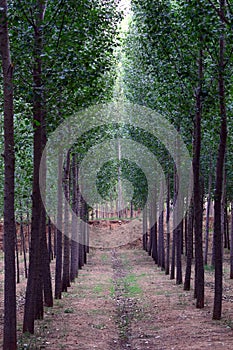 Tree lined path