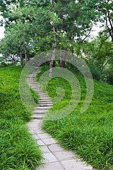 Tree-lined path