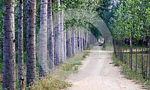 Tree lined path