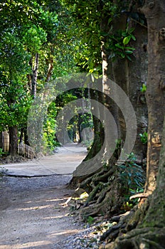 Tree-lined path