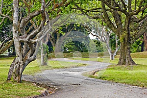 Tree lined path