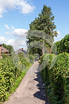 Tree lined path